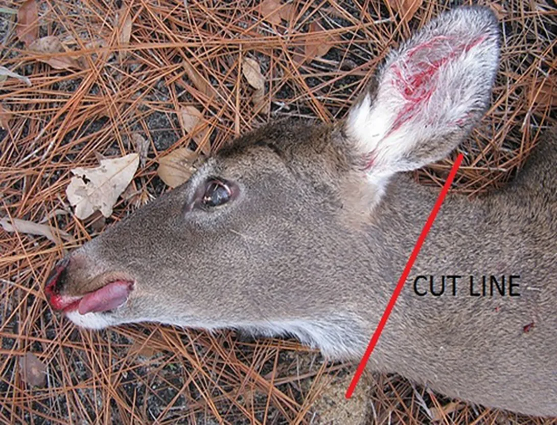 deer head with red line showing where to cut off head to submit