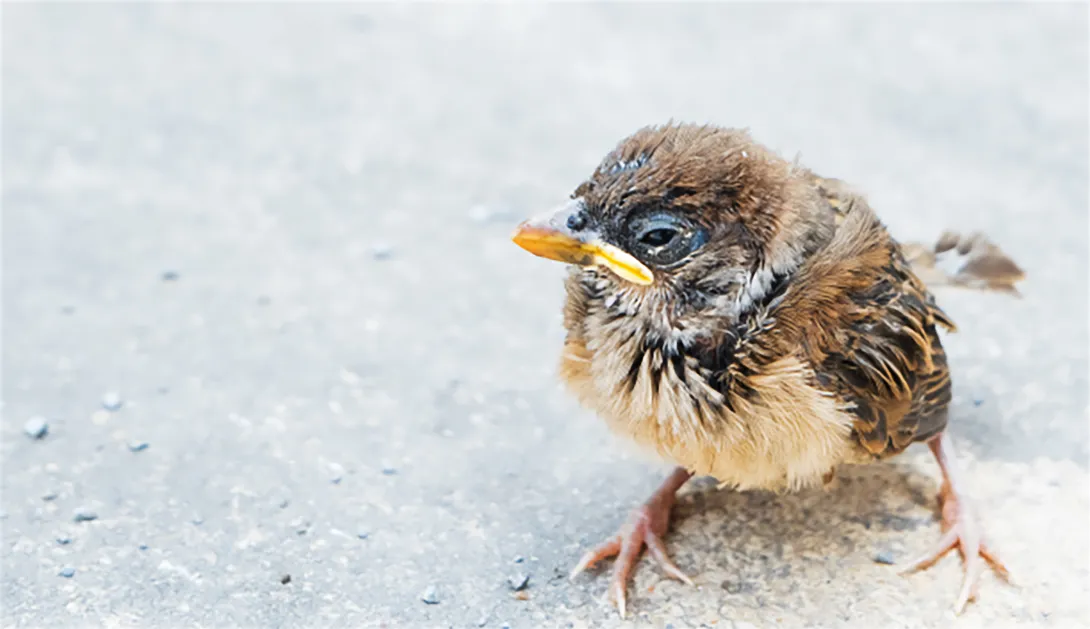 Young house sparrow with fluffed up feathers