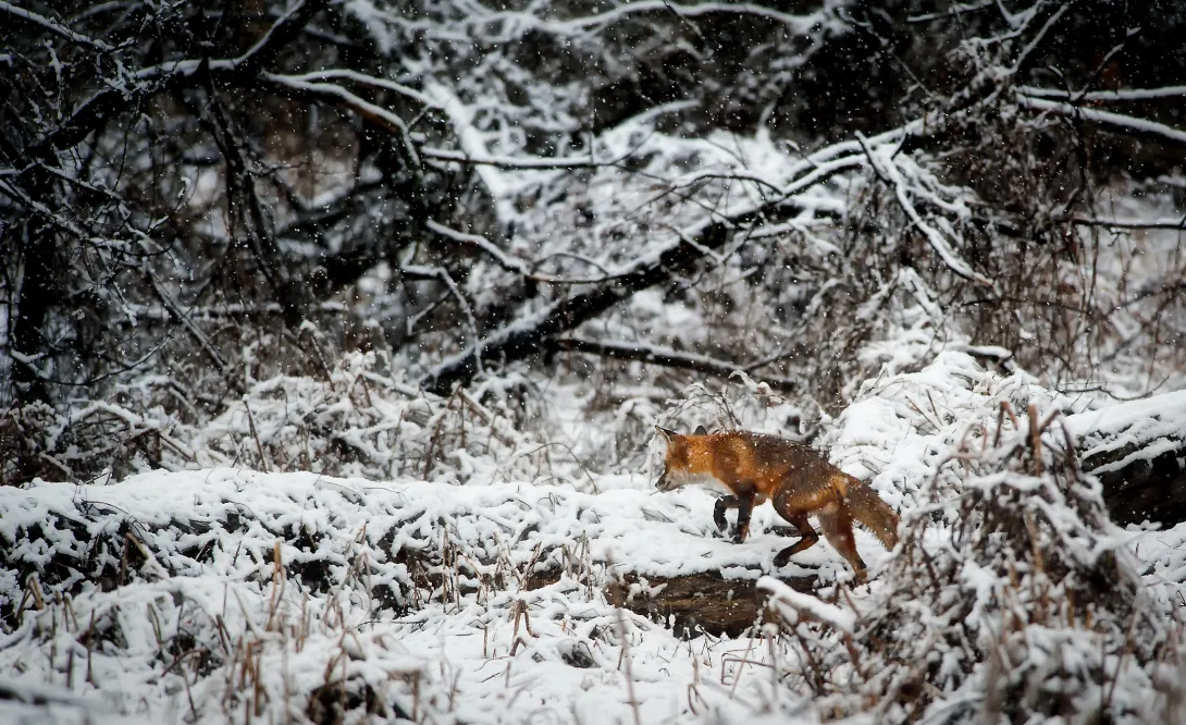 red fox in snowy forest