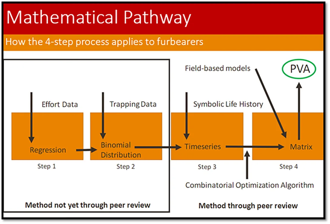 Thumbnail showing the *potential* mathematical pathway to use trapping data for population viability analyses in furbearer species.