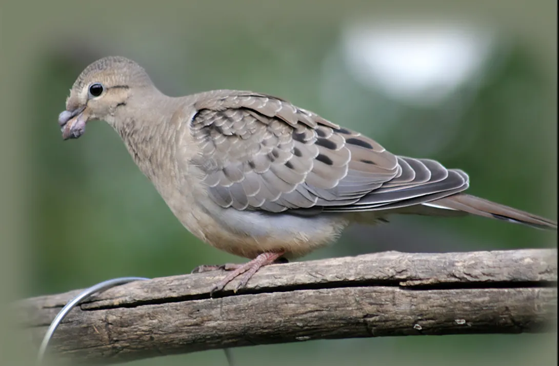 Mourning dove with avian pox growths around beak