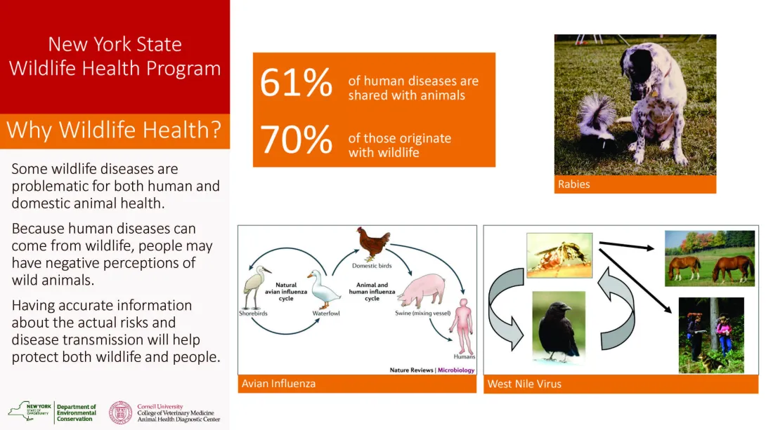 Thumbnail of presentation slide
