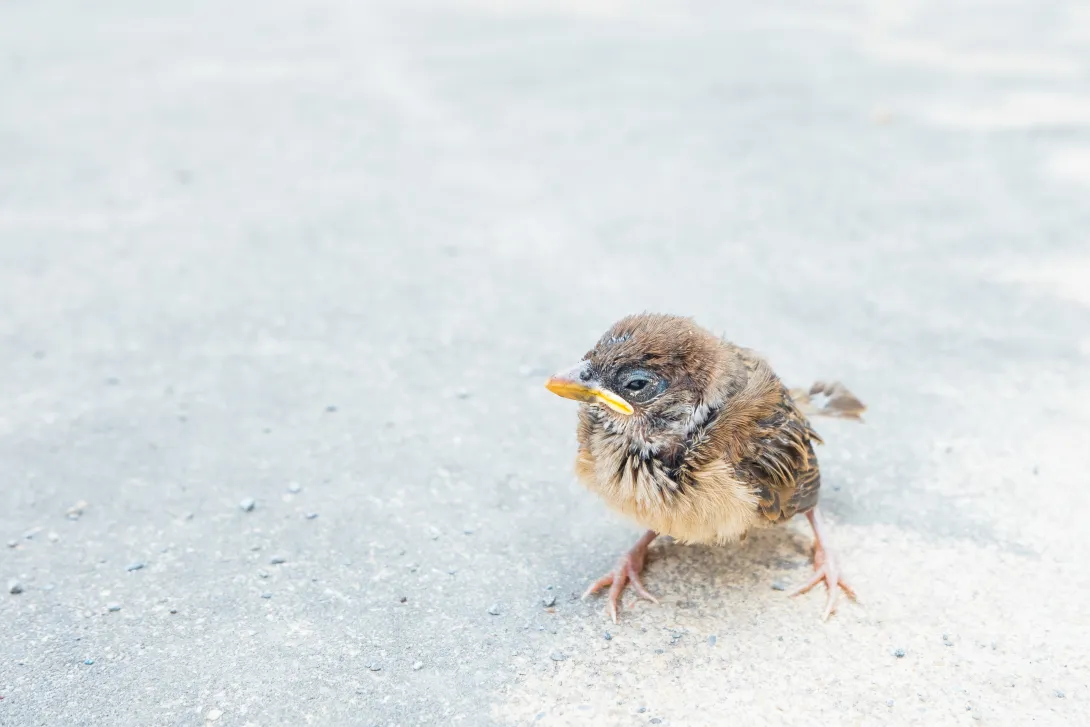 Small, sick bird on concrete
