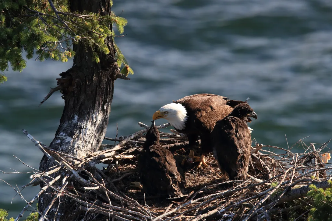 Bald eagle feeding juvenile eagles in the nest