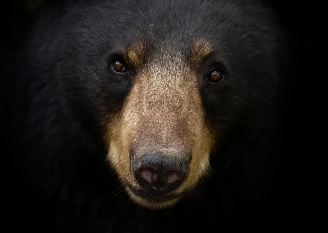 Black bear face