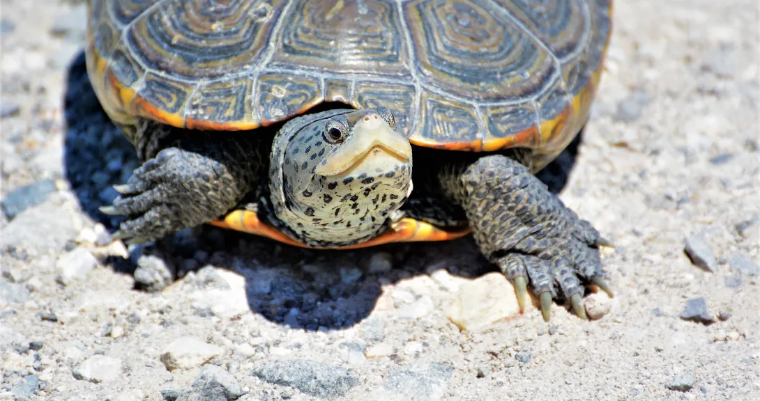 Diamond back terrapin looking up on rocky sand beach