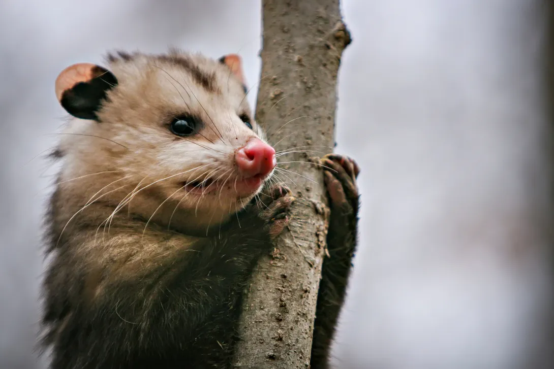 Opossum climbing a tree