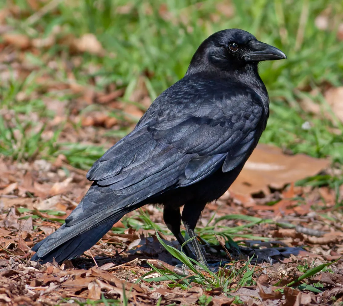 American Crow standing on ground