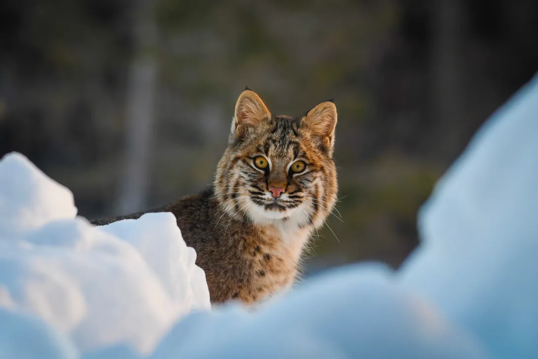 Bobcat looking out from behind snow piles