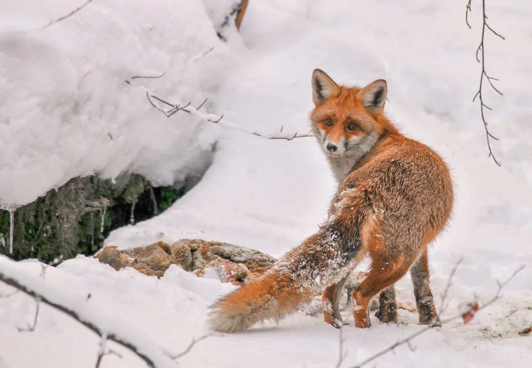 Red fox at a deer carcass in the snow