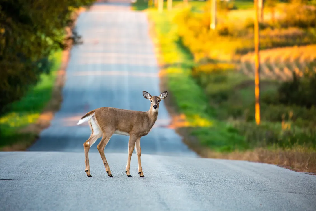 white-tailed deer in middle of paved road with fields in background