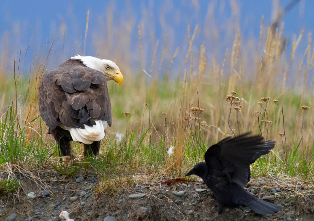 Bald eagle and American crow on ground looking at each other with tall, brown grass in background