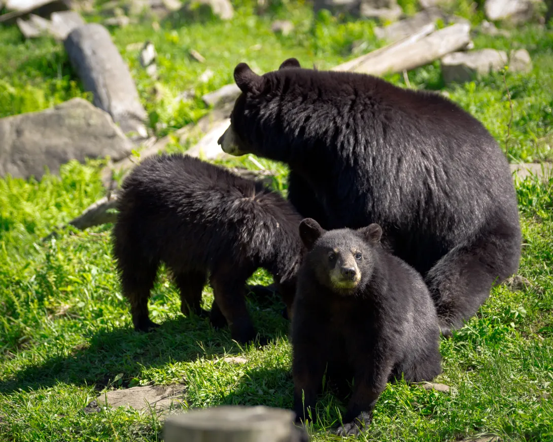 Black bear with two juvenile cubs