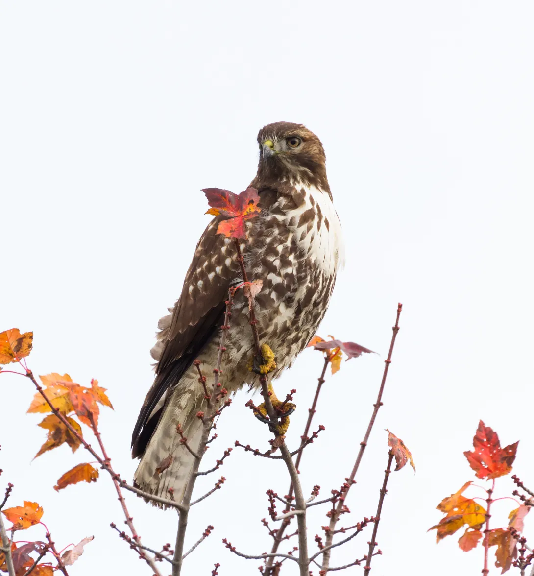 Red-tailed hawk in a tree with orange leaves and white background