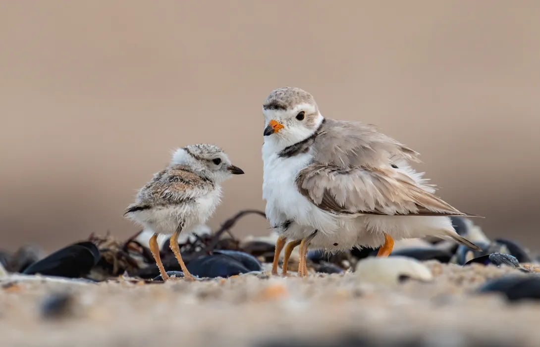Piping plover with chick on sandy beach
