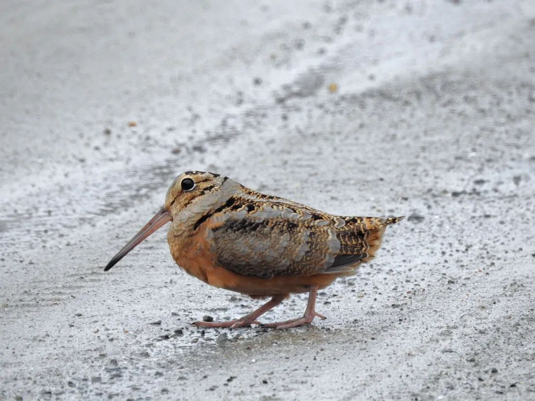 Woodcock on a sandy shore
