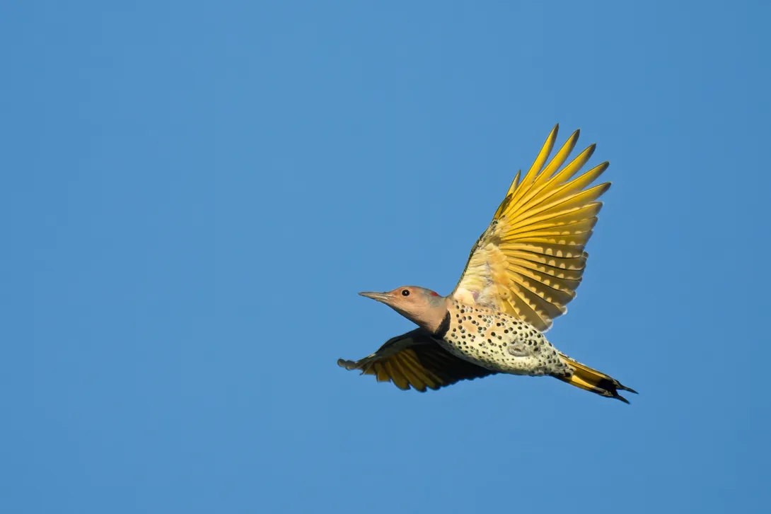 Gilded flicker in flight on blue sky background