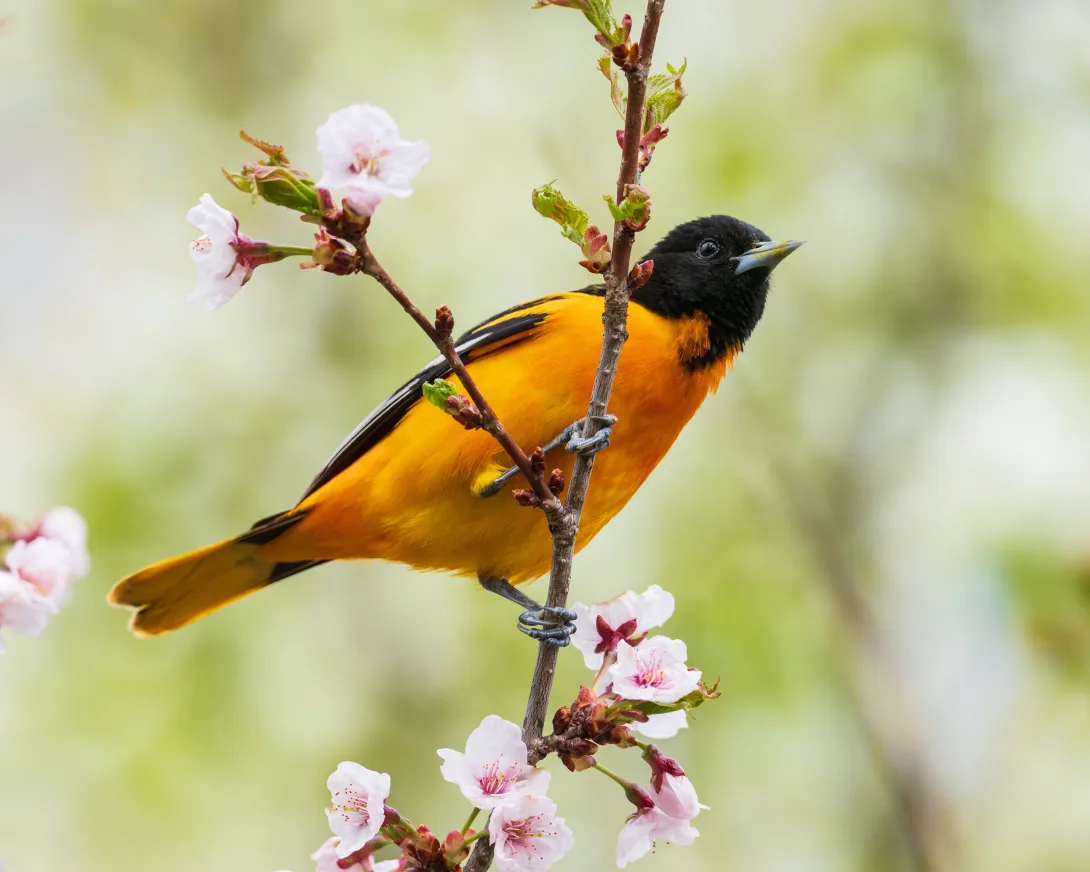 Baltimore oriole on shrub with pink blossoms