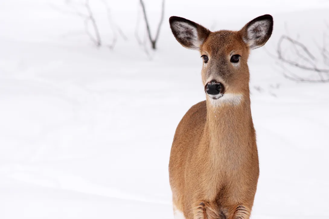White-tailed deer in snow