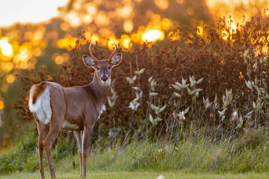 Young white-tailed buck standing at edge of field with sunset in background