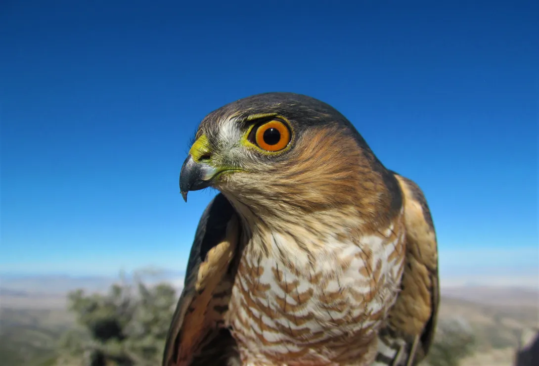 Sharp-shinned hawk close up looking at camera with blue sky background