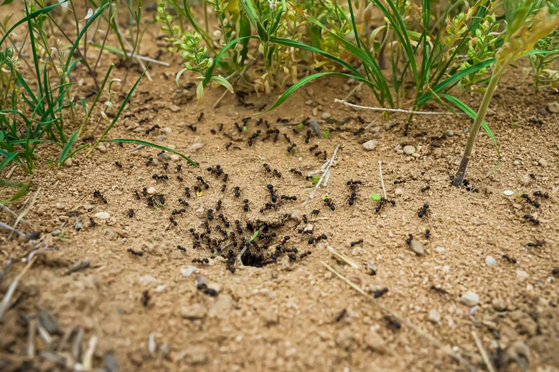 Colony of ants surrounding hole in the ground