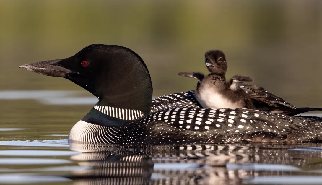 Common loon with chick on back in water
