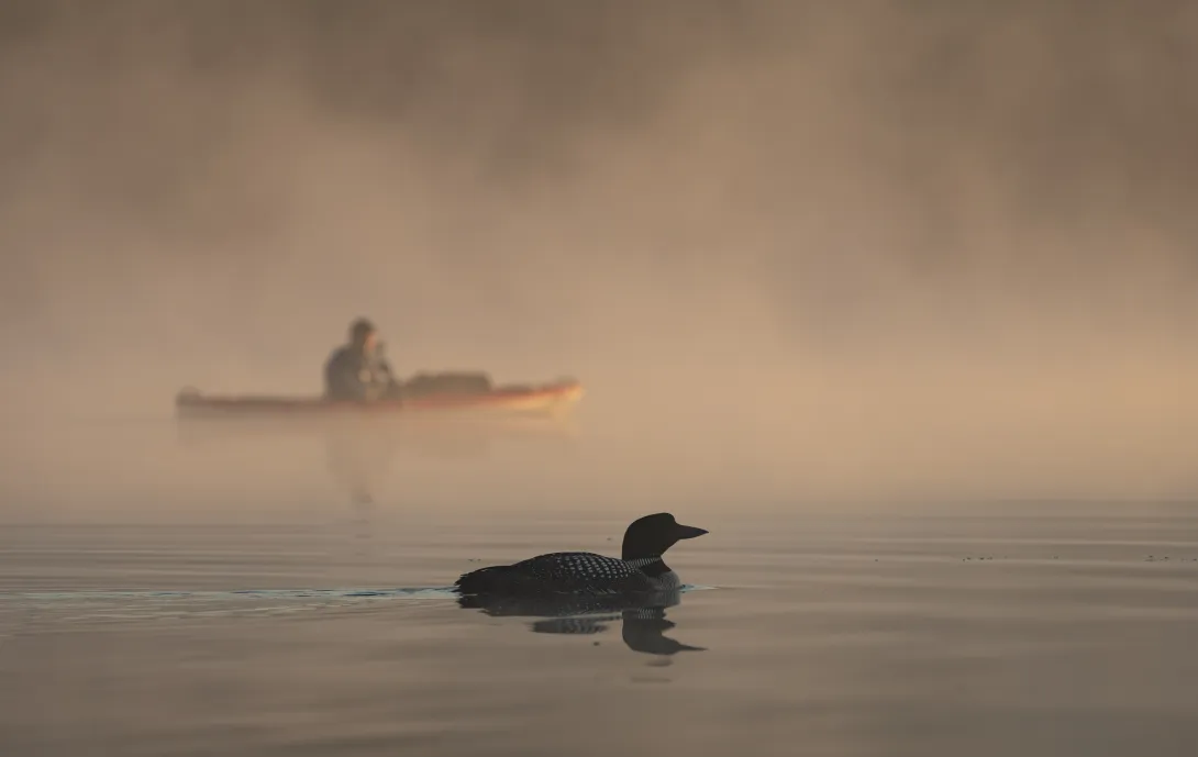 Common loon on water with kayaker in foggy background