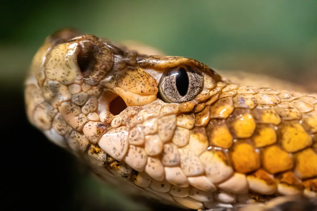 Close up of timber rattlesnake face