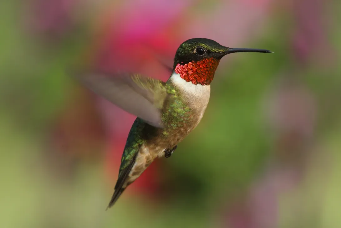 Red throated hummingbird in flight