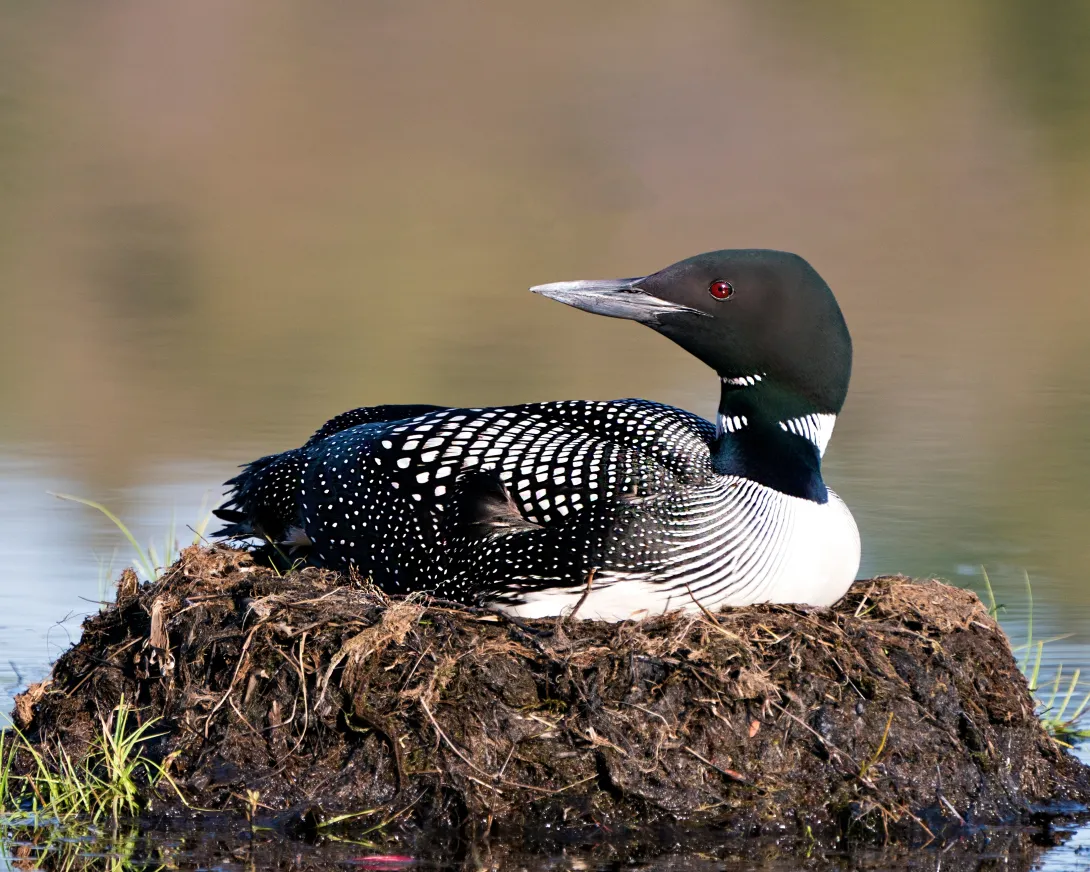 Common loon sitting on nest