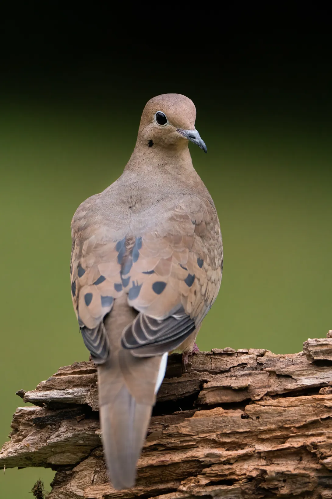 Close up of morning dove on tree looking back at camera