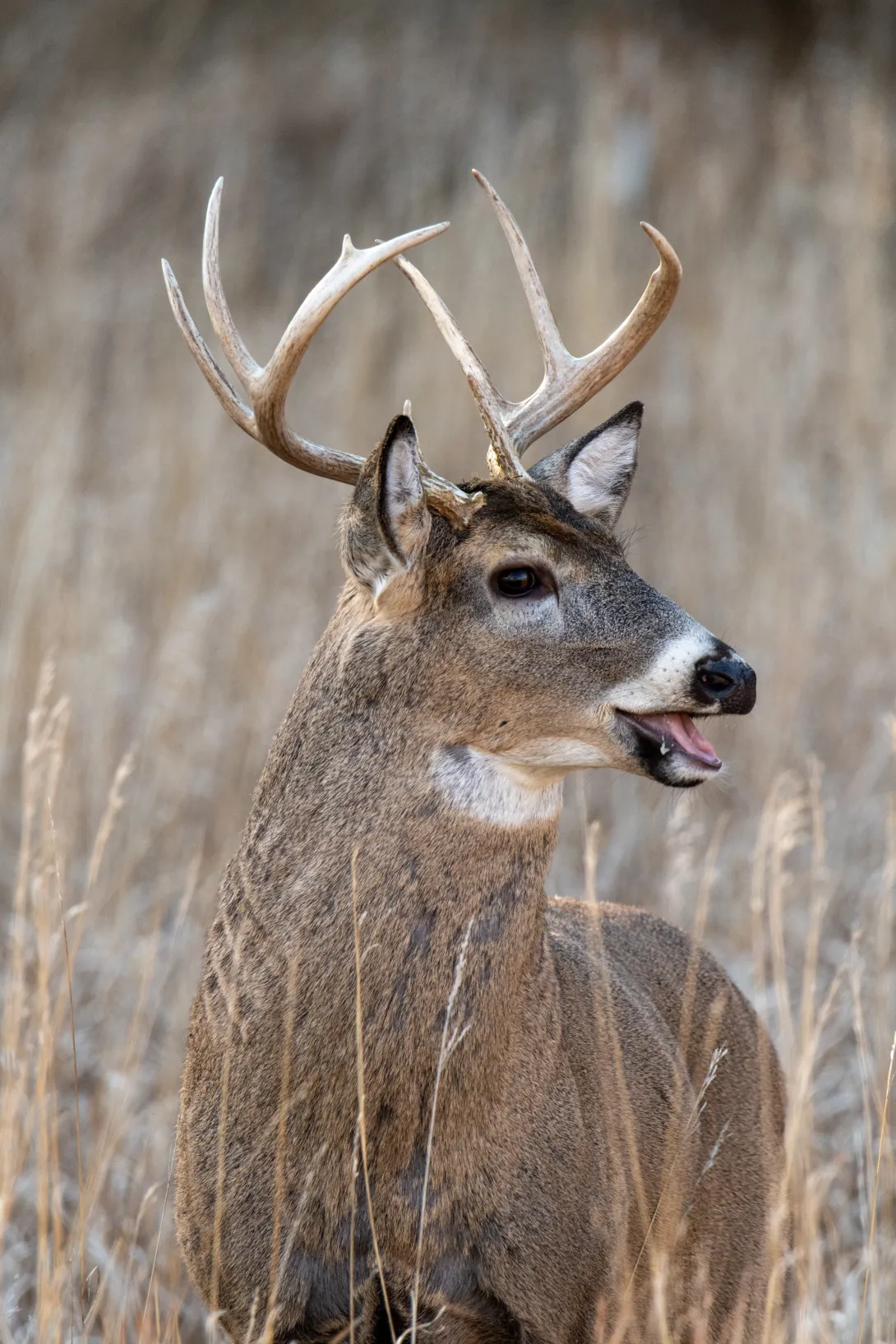 White-tailed deer buck with mouth open in field of tall, brown grass
