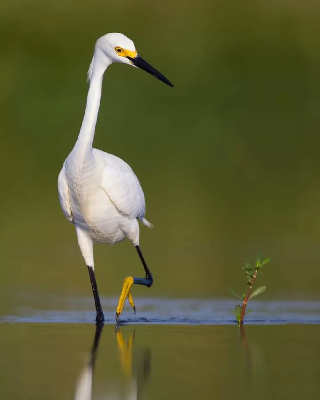 Snowy egret walking in water