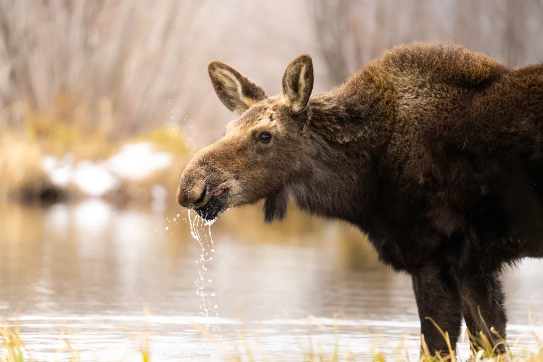Adult moose in water