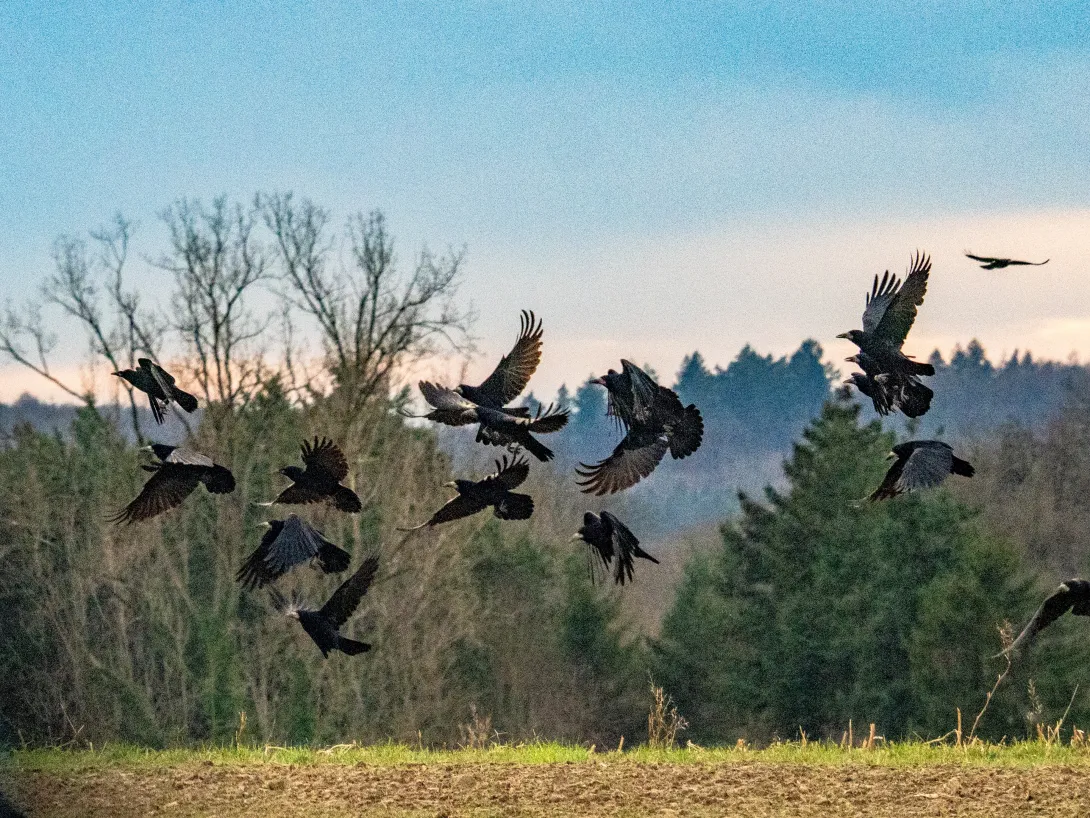 Flock of crows in flight