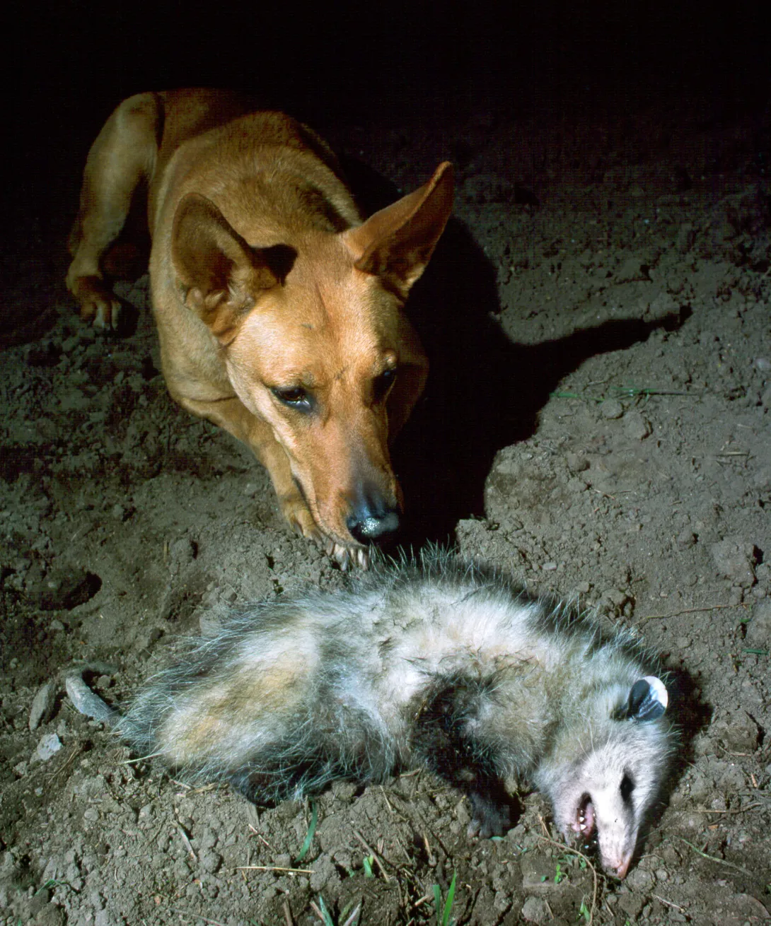 Opossum playing dead on dirt with brown dog sniffing it.