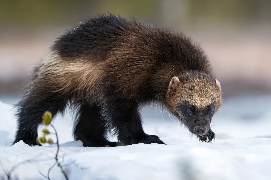 Wolverine walking on snow