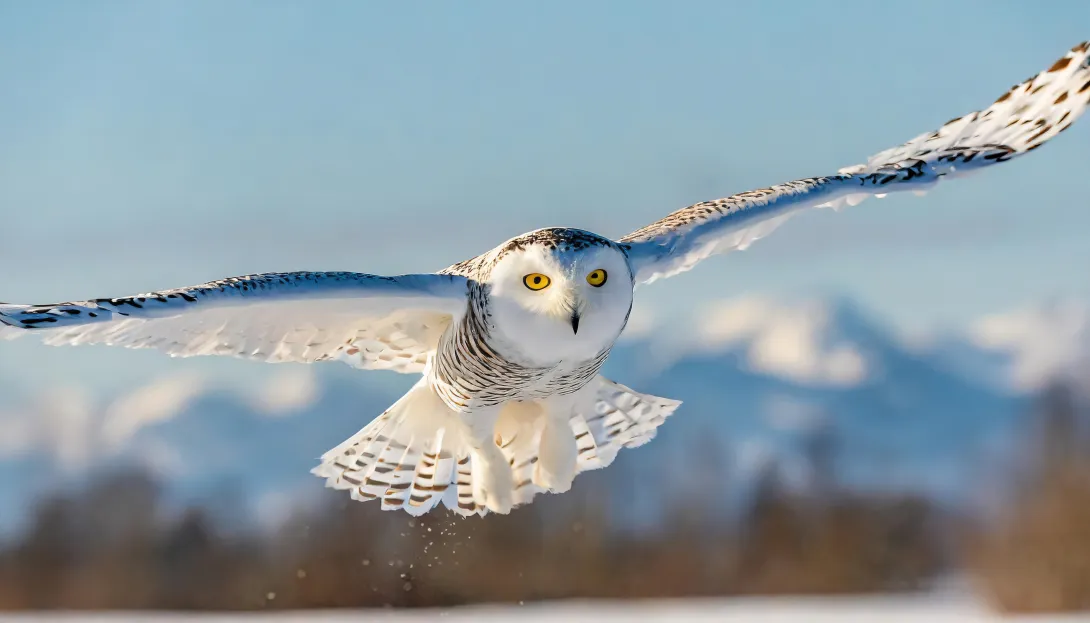Snowy owl in flight