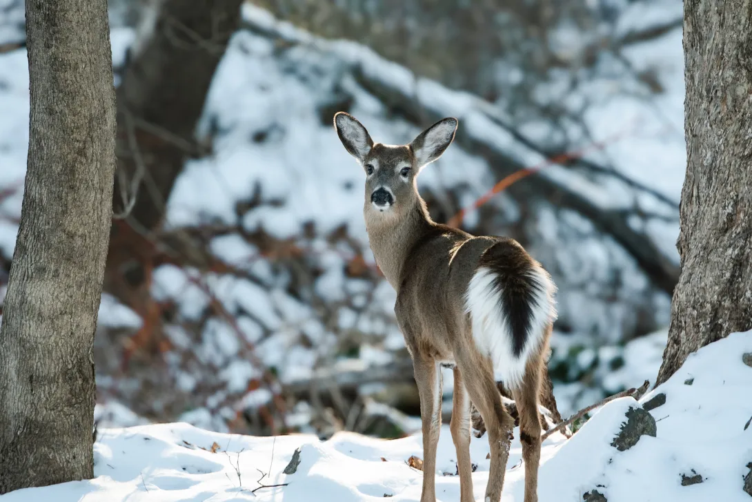 white-tailed deer looking back at camera on a snowy background
