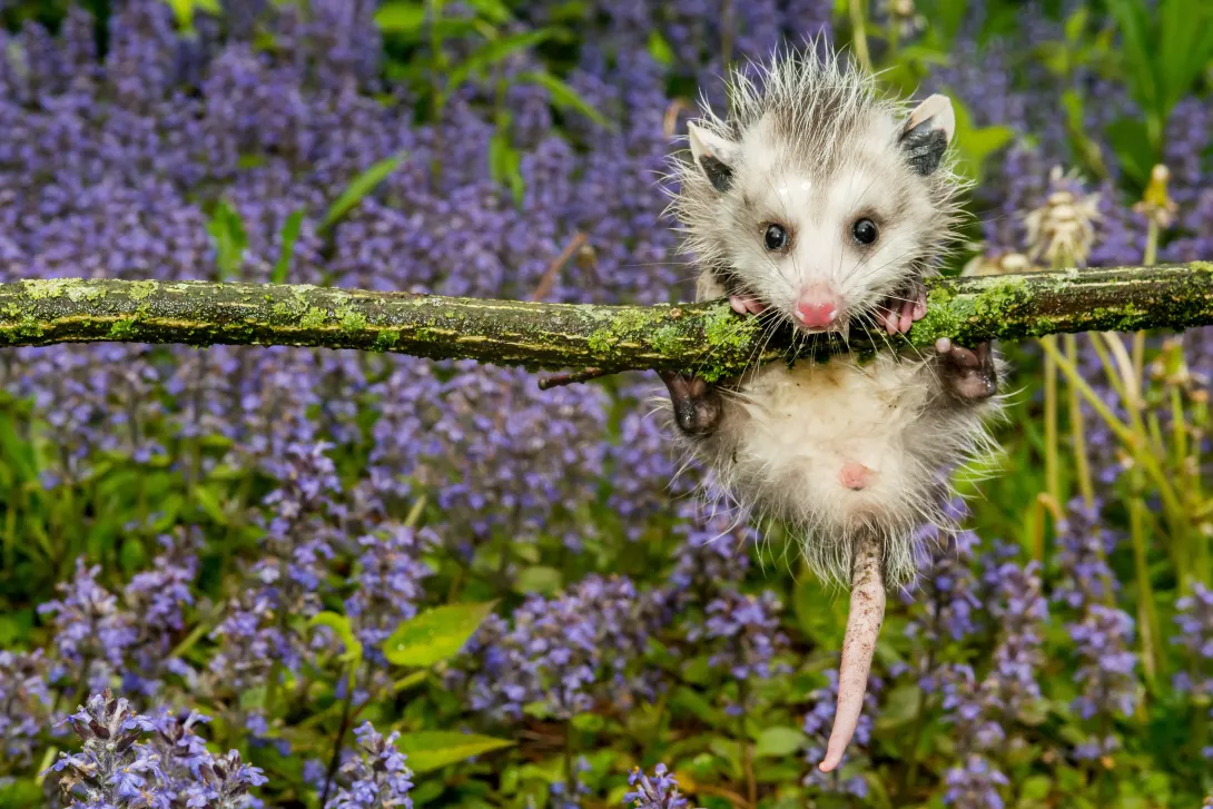 Juvenile Opossum hanging on a branch with purple wildflowers in the background