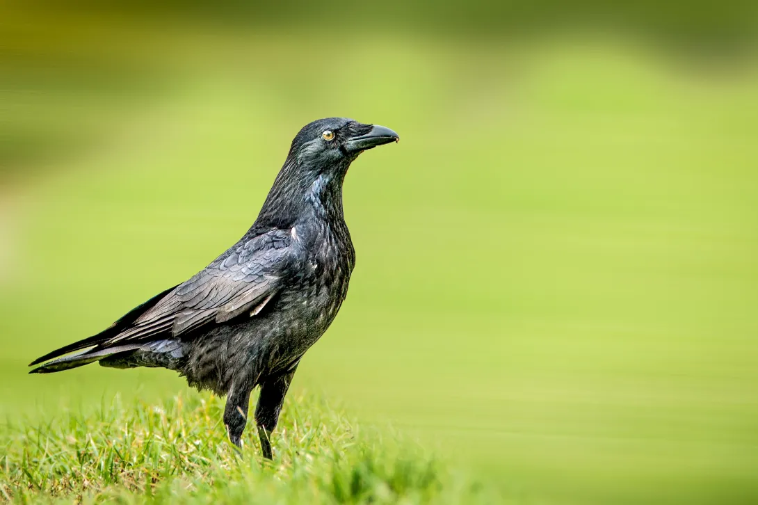 American crow standing on ground with green grass background