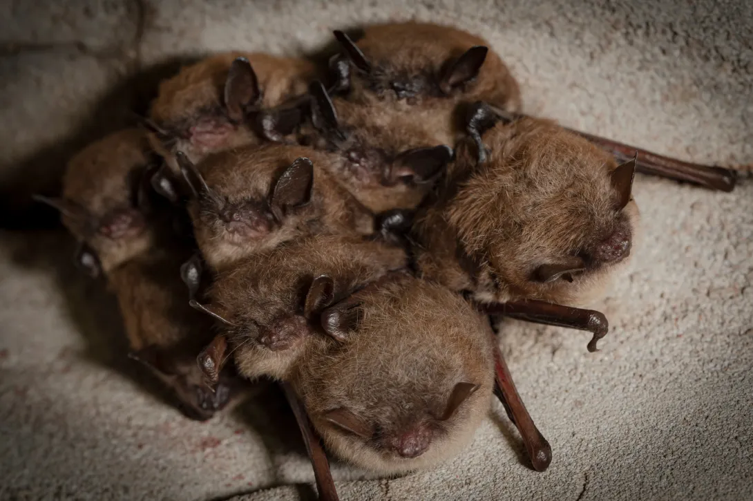 Cluster of little brown bats in a cave