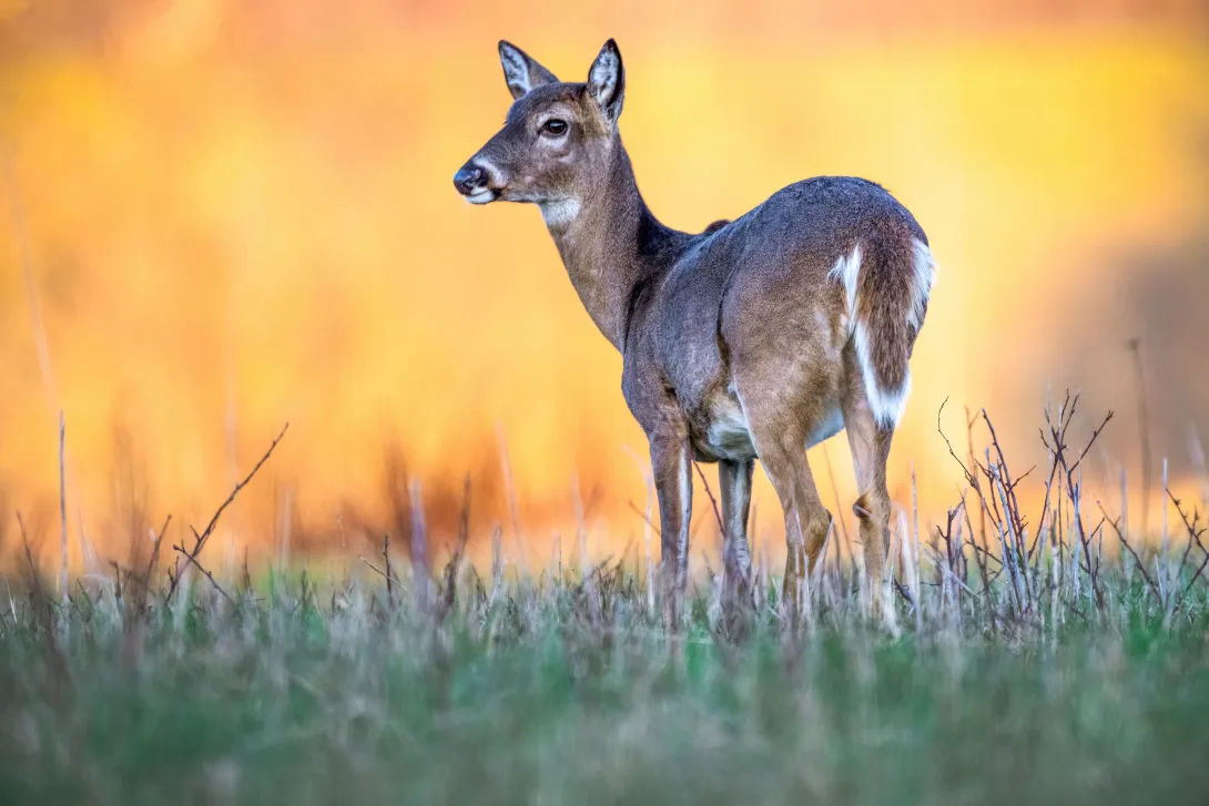 White-tailed deer in grassy field with orange background