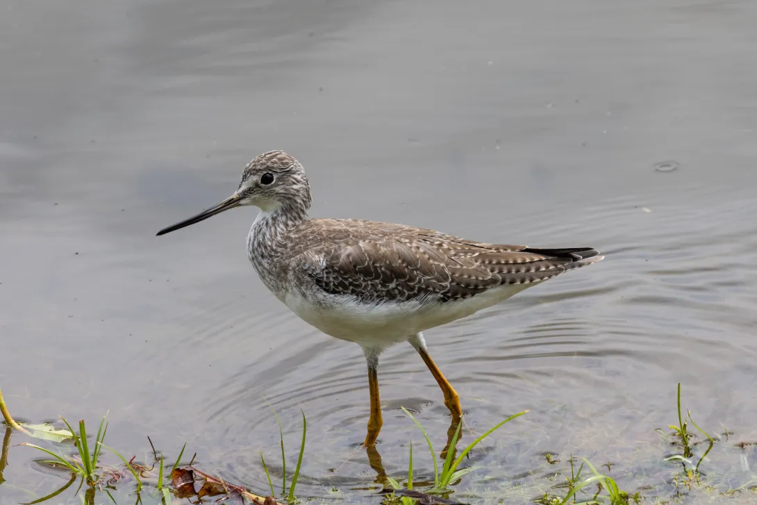 Lesser yellowlegs bird walking at in water edge