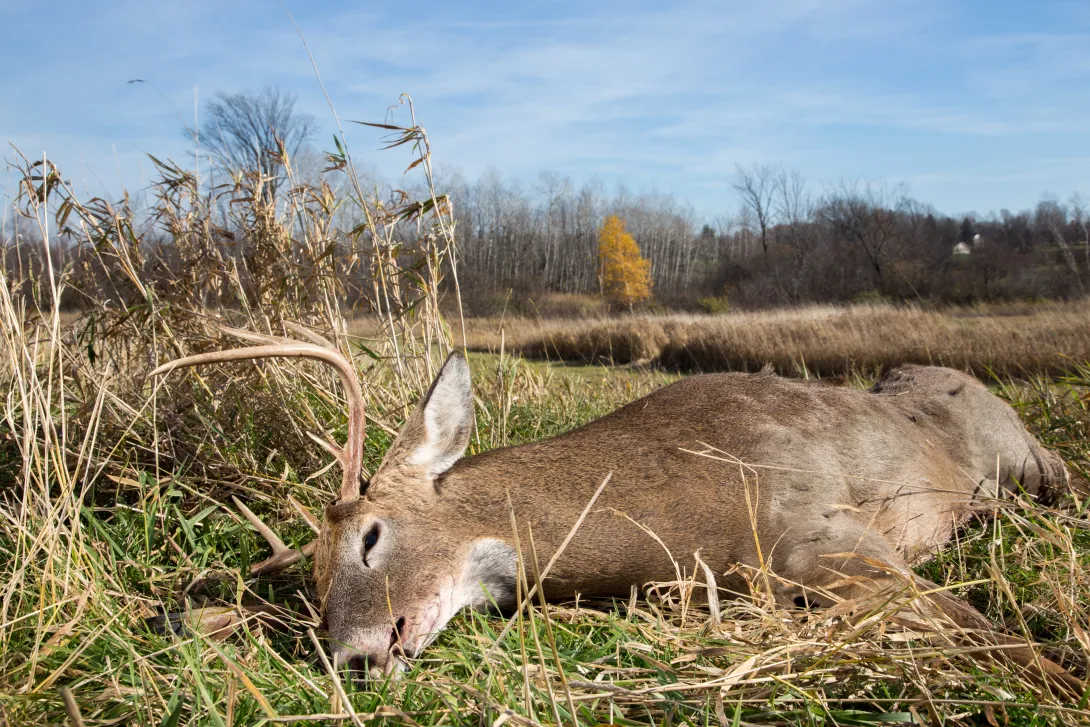 dead deer in field with blurred horizon in background
