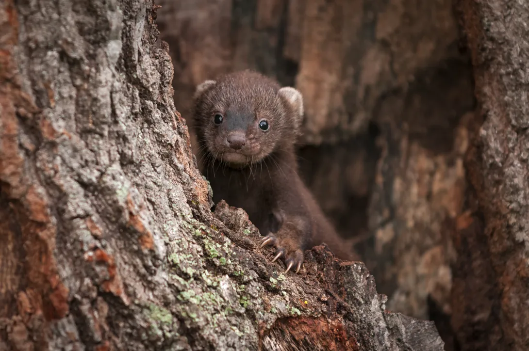 Young fisher kit in a tree