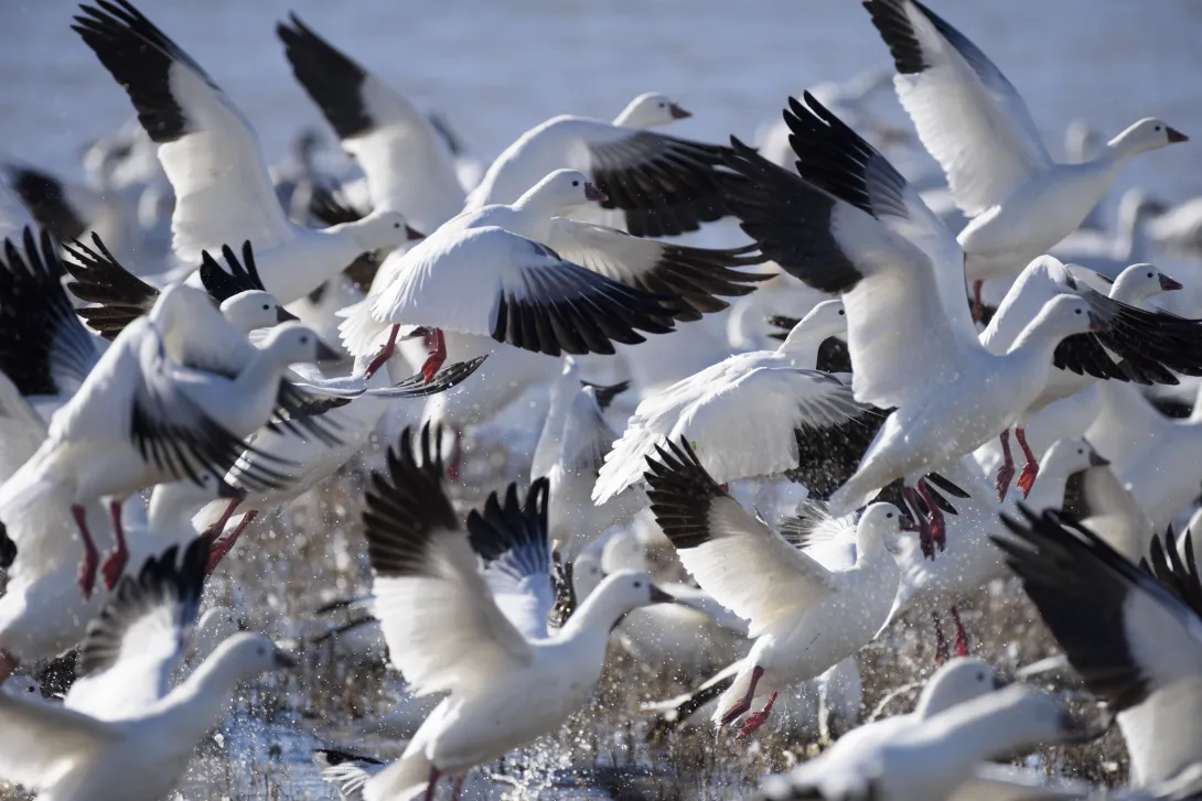 Flock of snow geese taking off from water