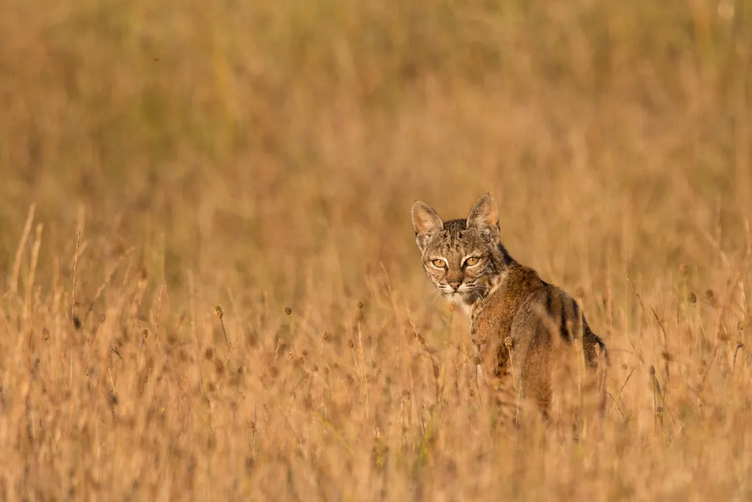 bobcat in field of fall brown grass