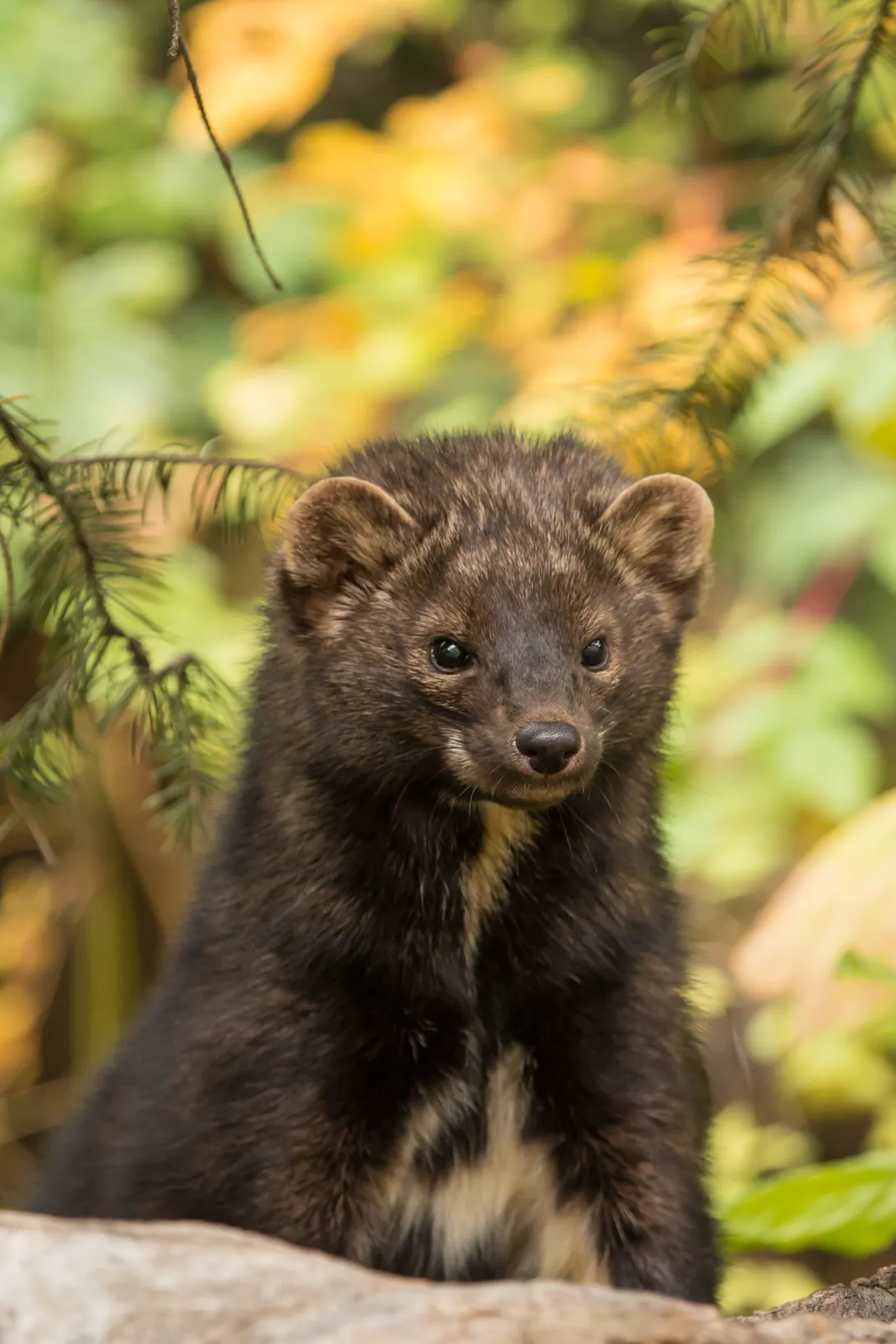 Fisher close up with blurred forest background